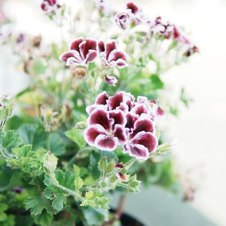 סרנדה Gardenia Rooms מראה חיצוני תמונה
