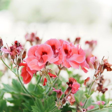 סרנדה Gardenia Rooms מראה חיצוני תמונה