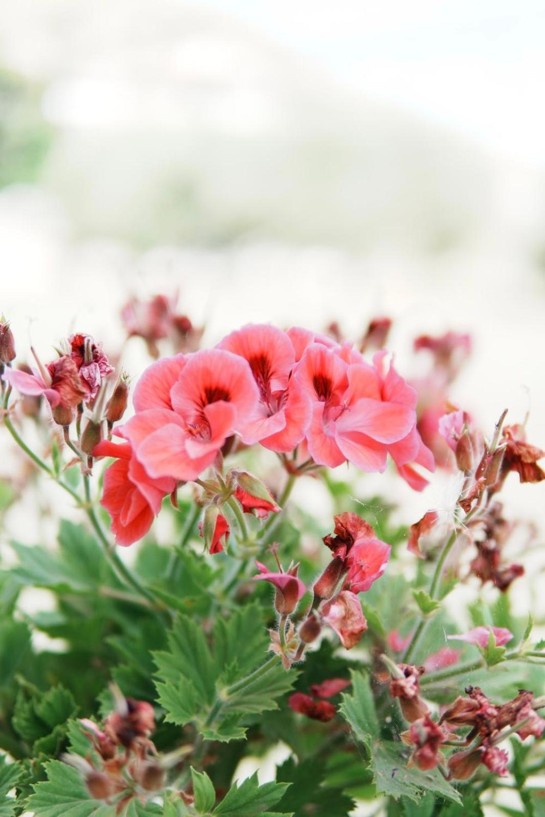 סרנדה Gardenia Rooms מראה חיצוני תמונה